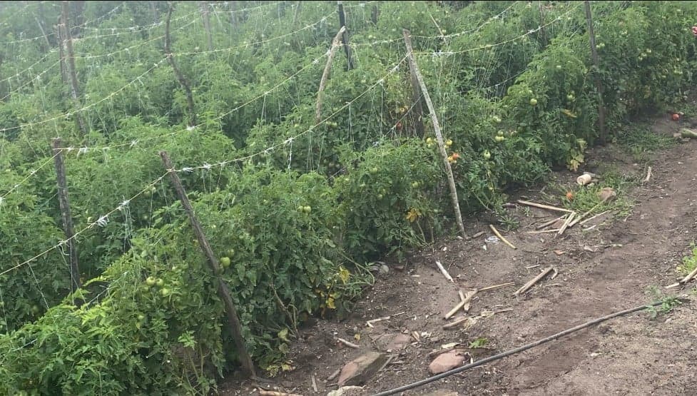 Productores de Táchira exigen a militares combatir el contrabando alimentario
