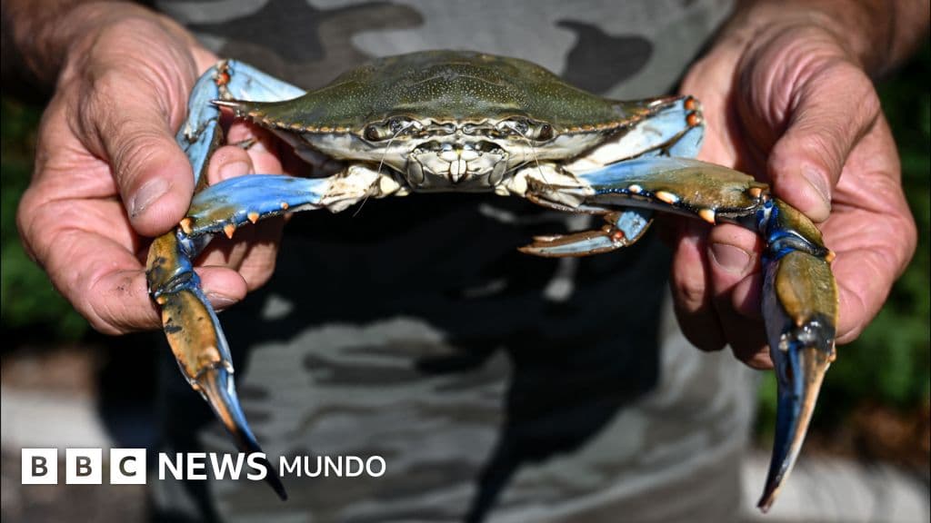 Cangrejo azul: La exportación que Venezuela perdió y sus consecuencias