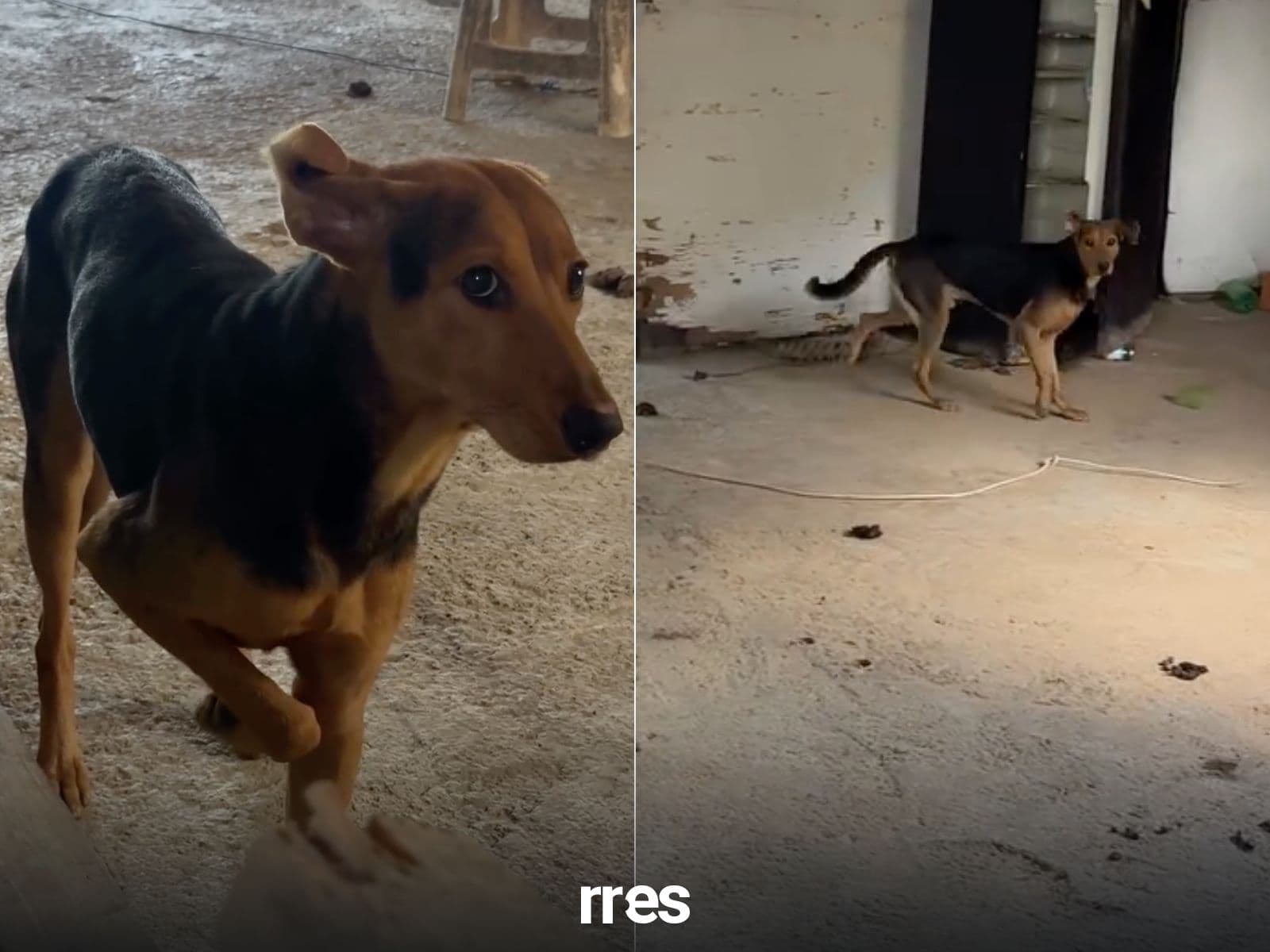 Fundaciones Unen Fuerzas para Ayudar a Mascotas Afectadas por Sismos en Venezuela