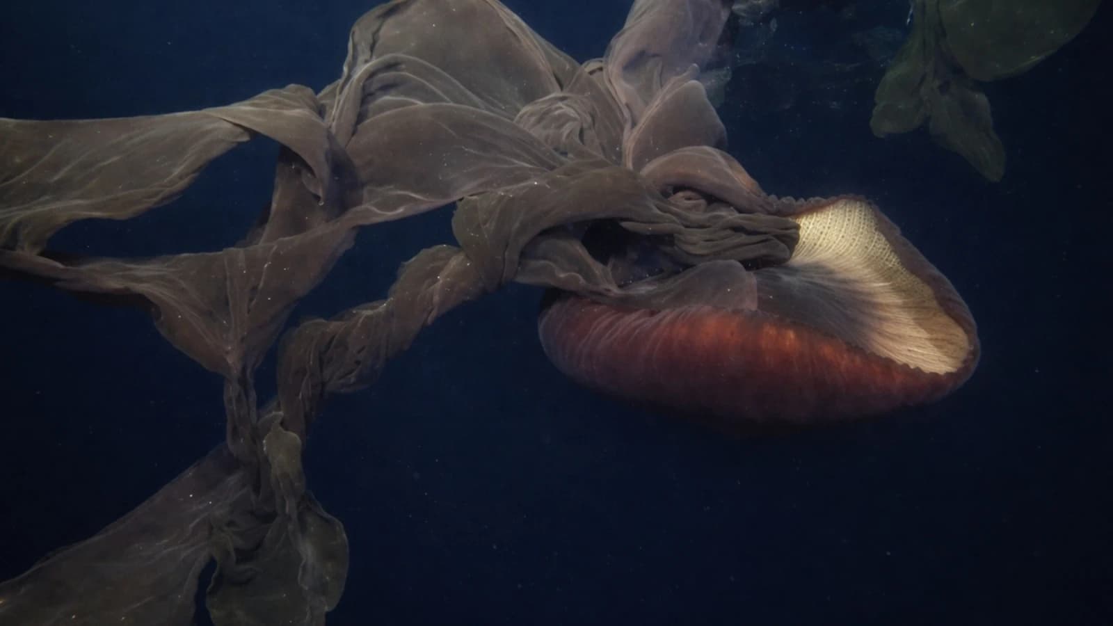 Encuentran una criatura gigante en las profundidades del océano con extremidades de más de diez metros