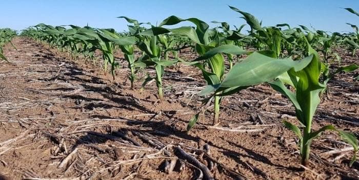 Guárico: Más de 80 mil hectáreas de maíz amenazadas por sequía