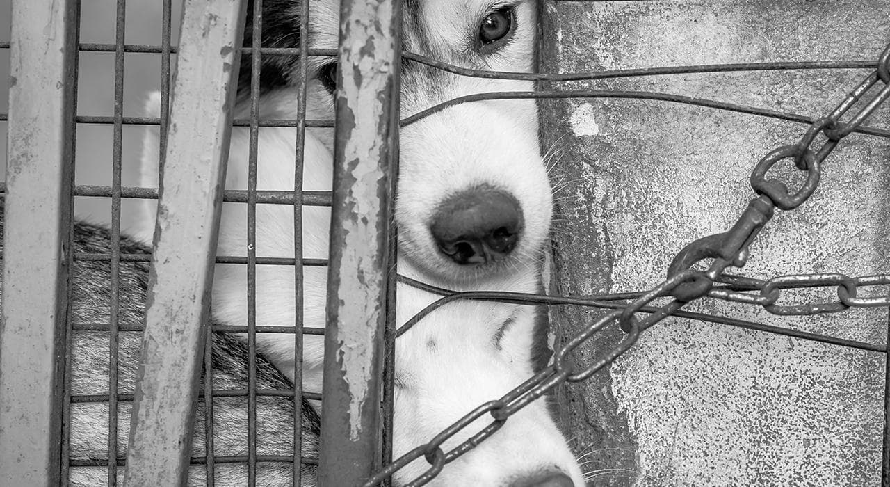 Comunidad de Falcón denunció la muerte de siete perros por presunto envenenamiento