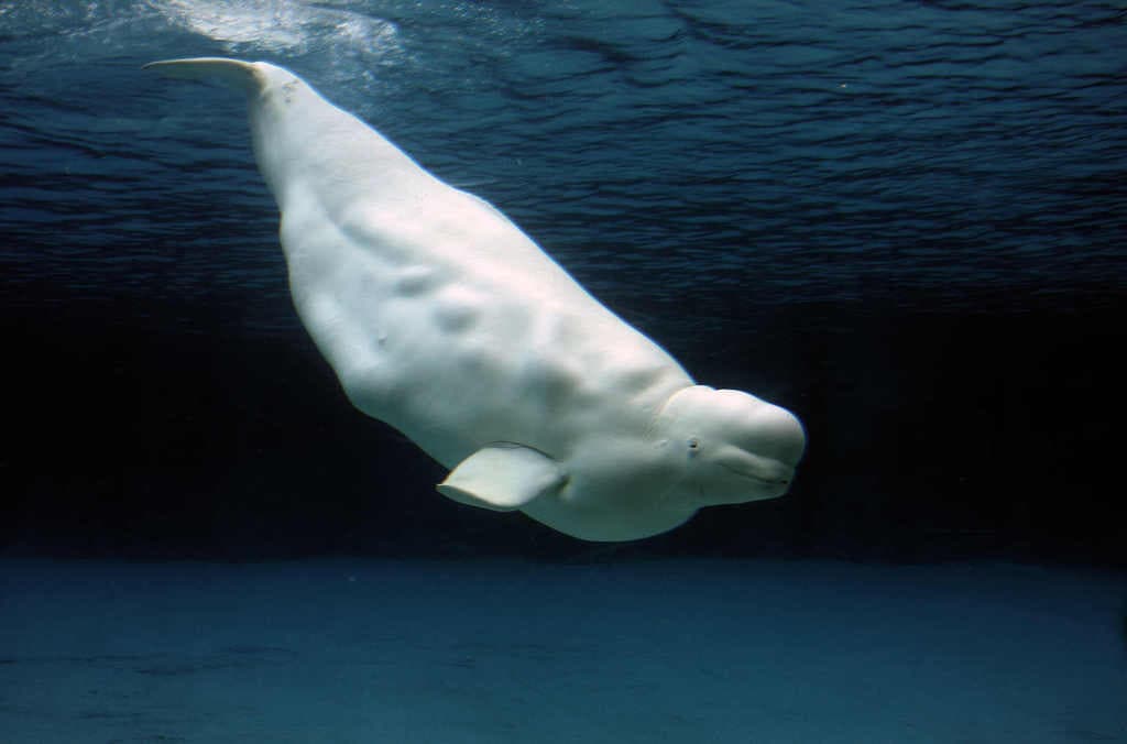 El sorprendente método de las ballenas belugas para evitar la extinción