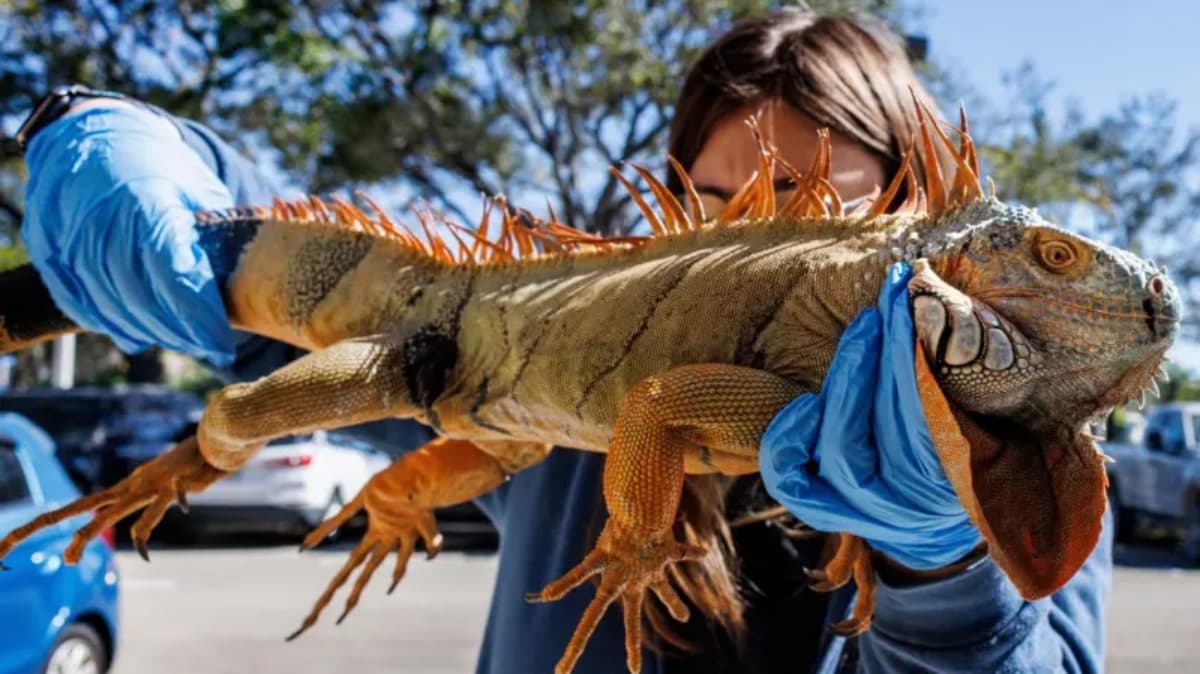 ¿Por qué caen las iguanas en Florida durante el frío? Descubre el fenómeno