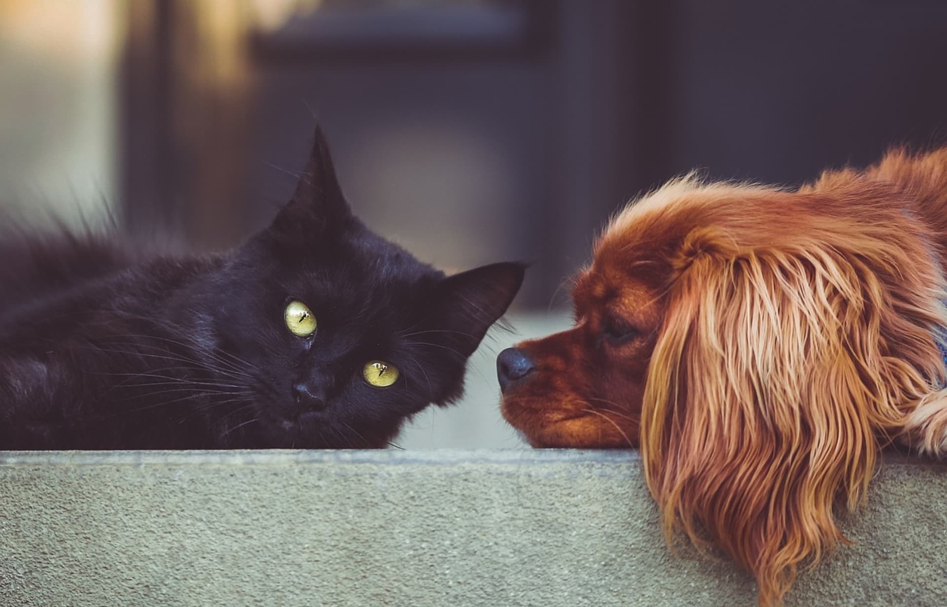 Las Mascotas como Parte de la Familia: Un Impulso Económico en Venezuela