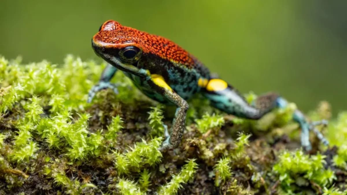 Epibatidina: La toxina que conecta el envenenamiento de Navalny y Venezuela