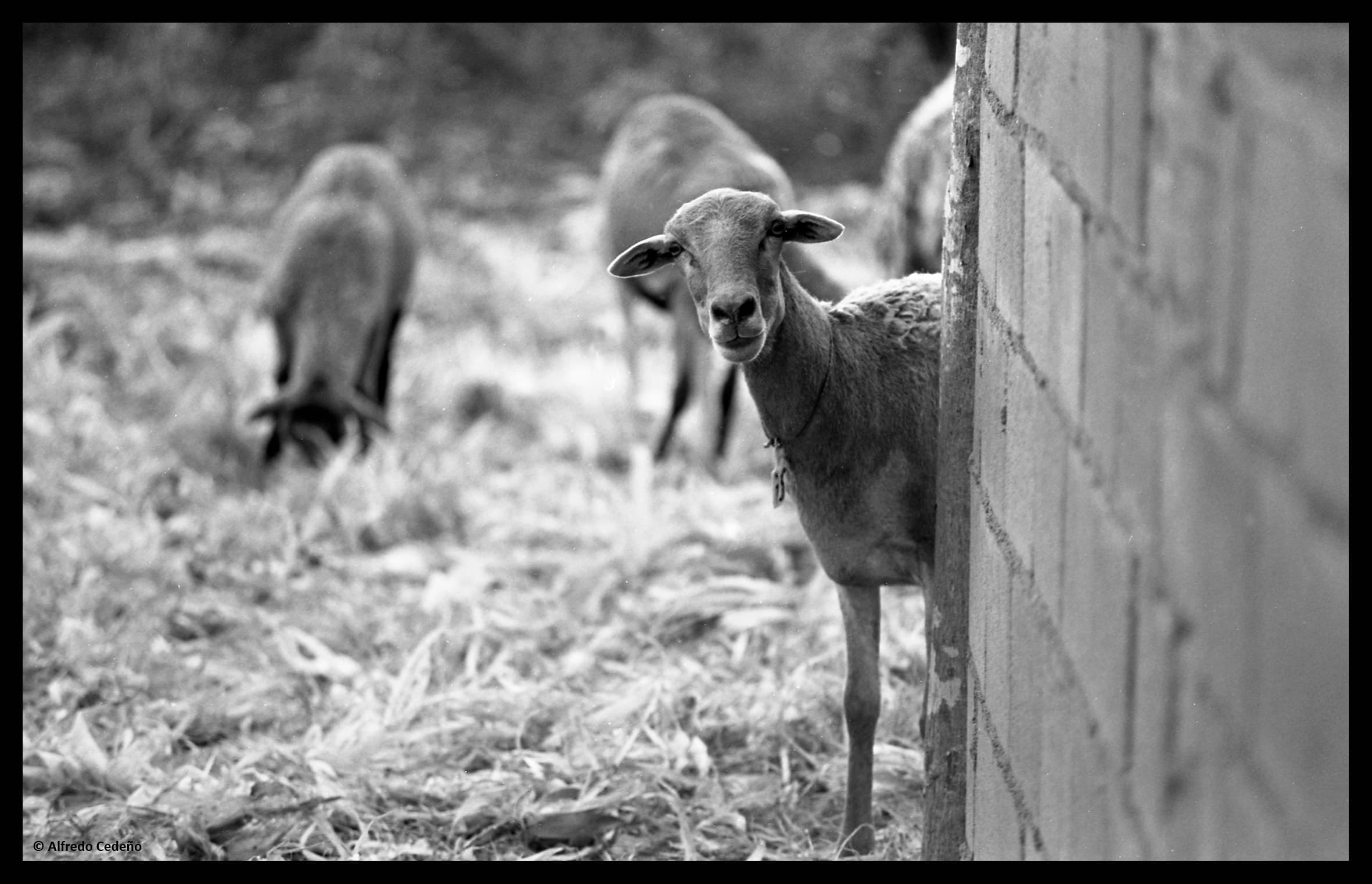 La riqueza del lenguaje: el significado de 'toches' en Venezuela