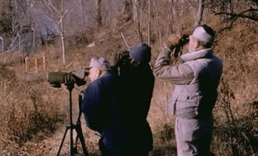 El Poder Sanador del Pajareo: Una Terapia Contra la Ansiedad
