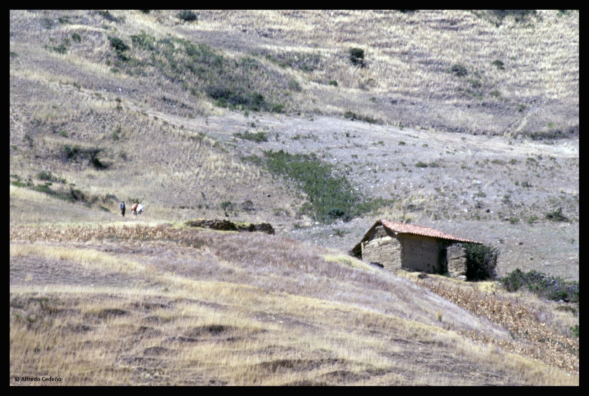 El desafío de la política en tiempos de crisis en Venezuela