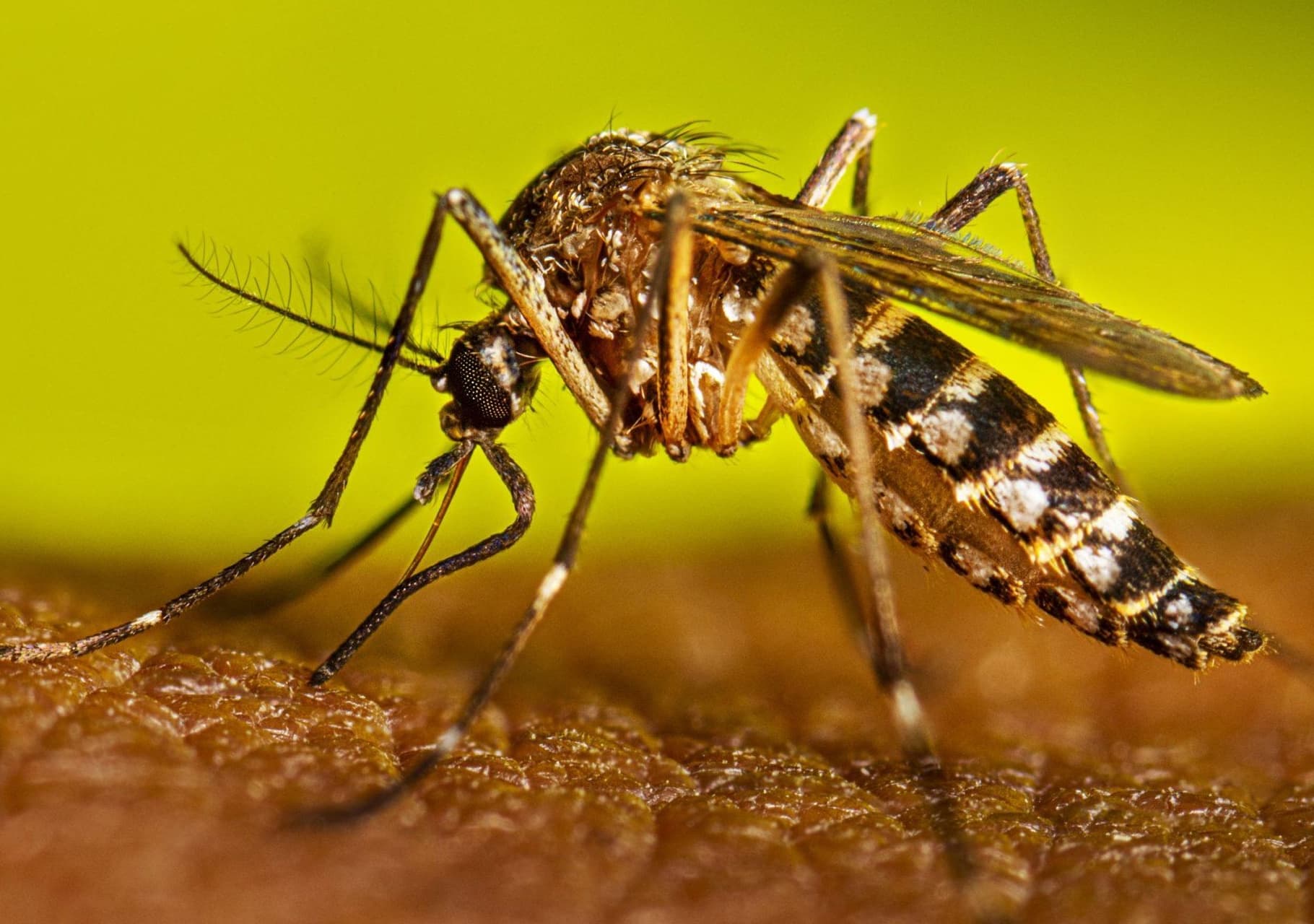 Alerta por fiebre amarilla en Venezuela: 29 casos y 2 muertes registradas