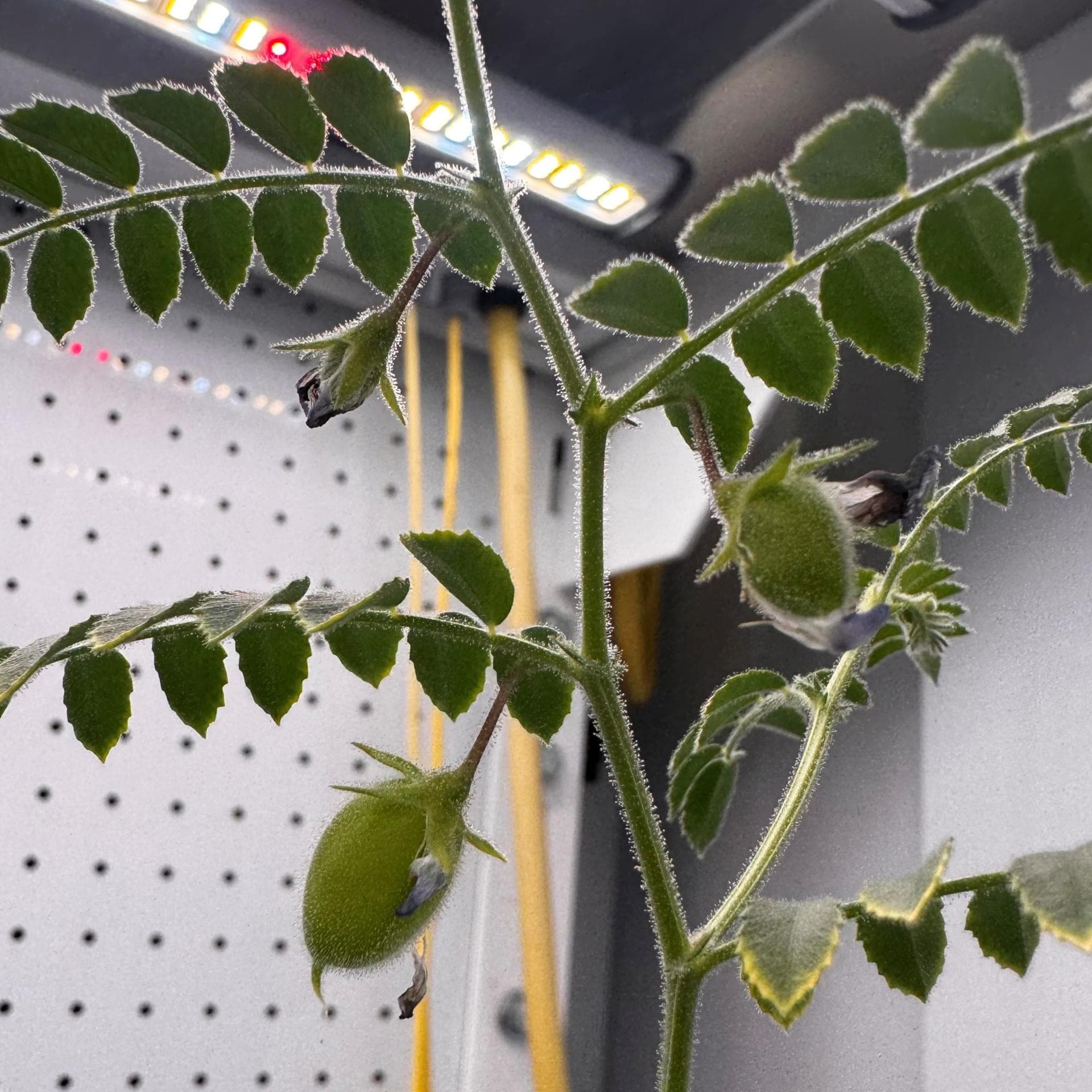 Cultivos espaciales: Garbanzos en la Luna y microbios en Marte