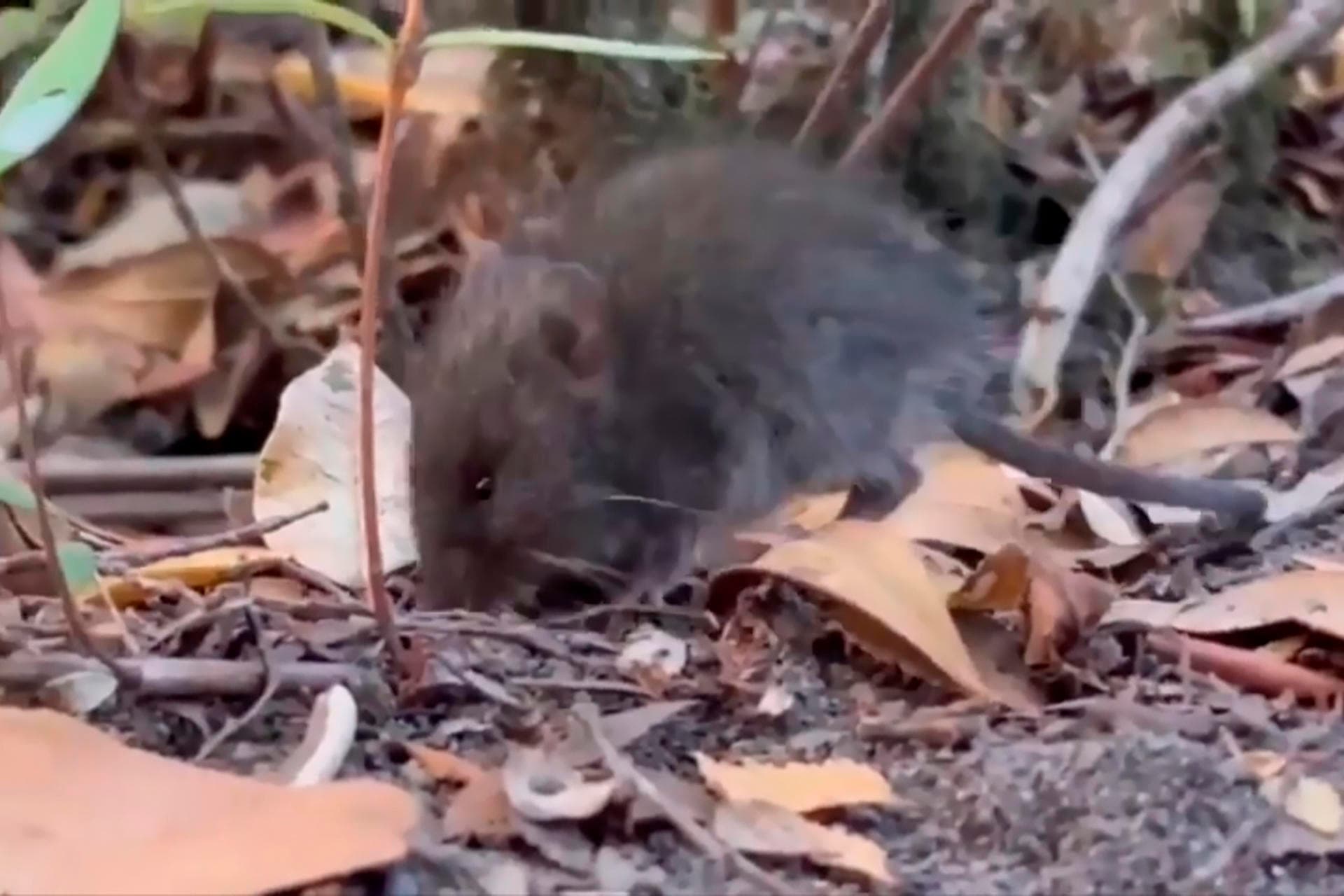 Argentina Expande Investigación Sobre Hantavirus Ante Brote Mortífero