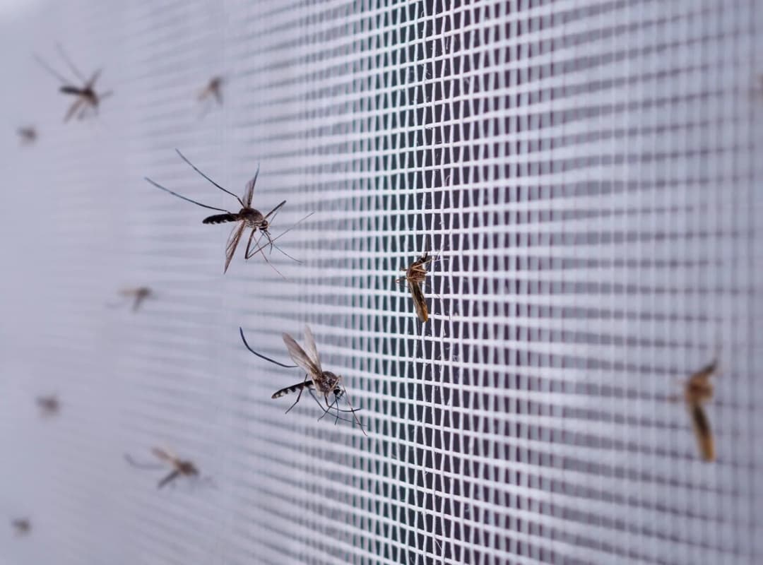 Crisis Sanitaria: Proliferación de Mosquitos Laguneros en Carabobo