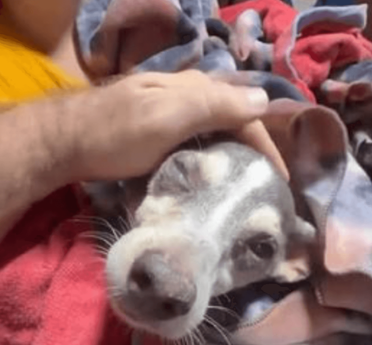 Milagro en La Guaira: Rescatan a perro tras 12 días de incertidumbre