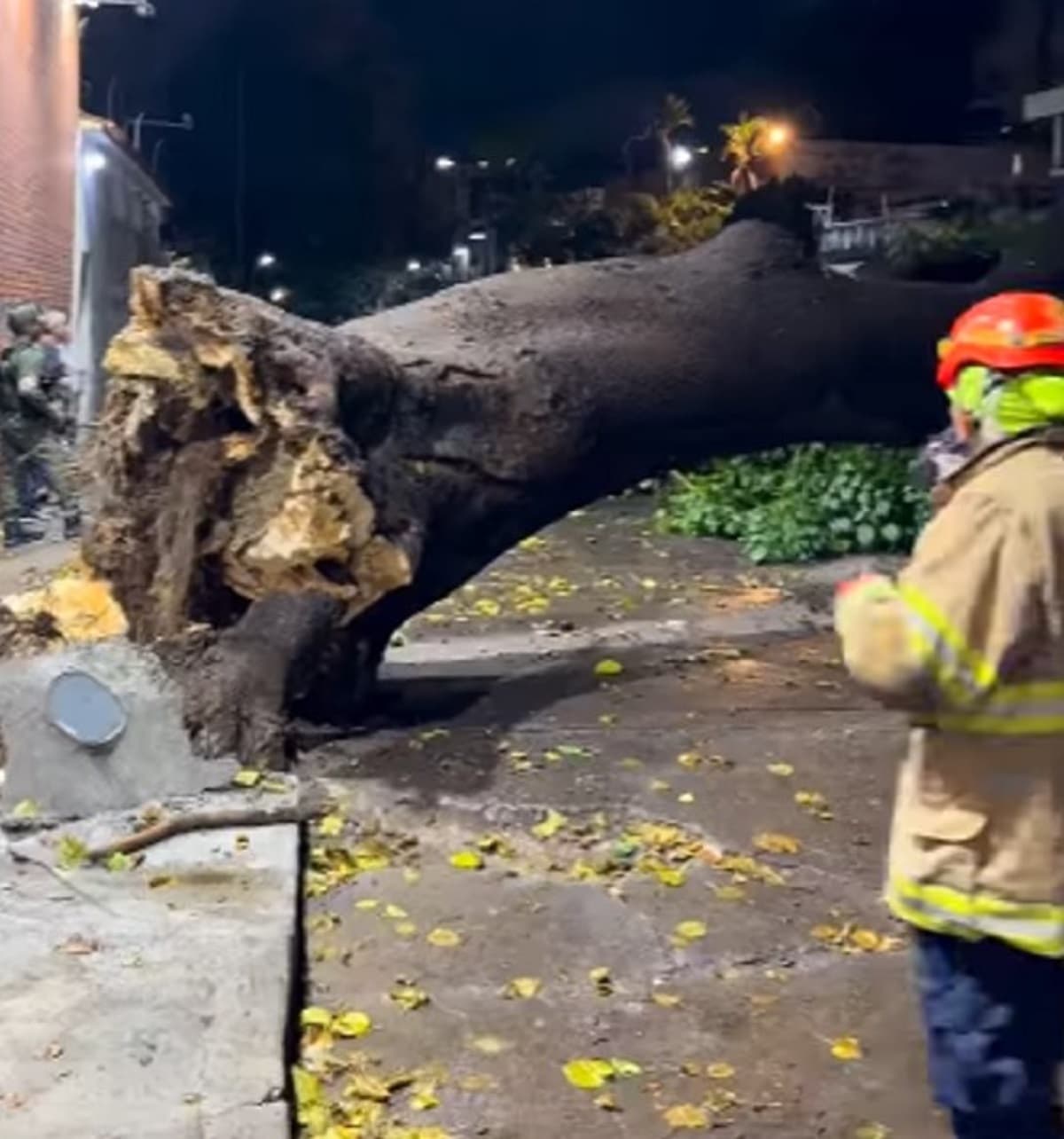 Fuertes lluvias en Caracas: árbol cae sobre vivienda y causa daños