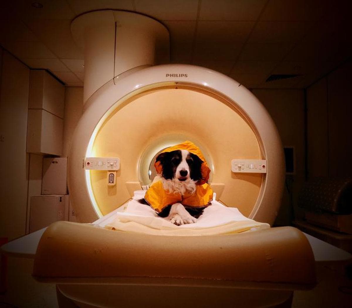 Los perros: empatía canina al reconocer emociones humanas
