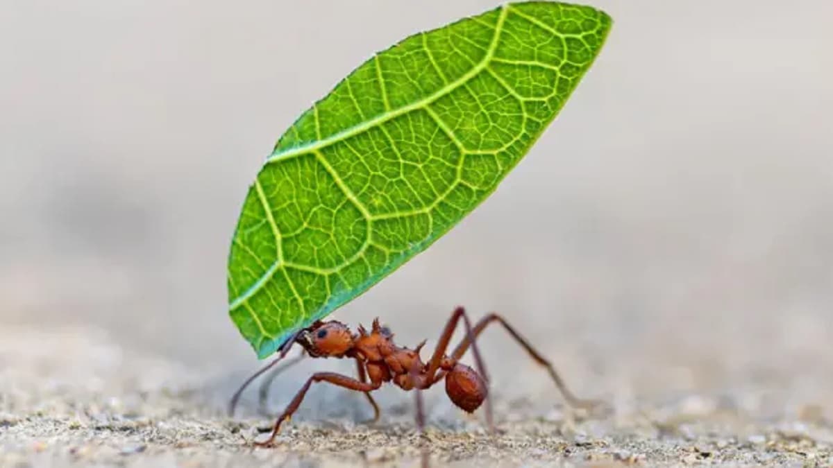 La Ingeniosa Sabiduría de los Insectos: 5 Claves de Sus Decisiones