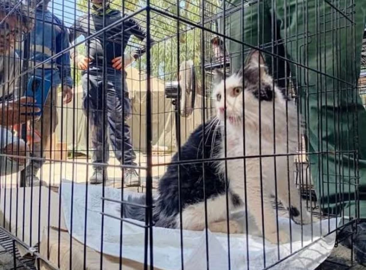 Gato Sobrevive 49 Días Bajo Escombros en Caraballeda: Un Milagro Animal