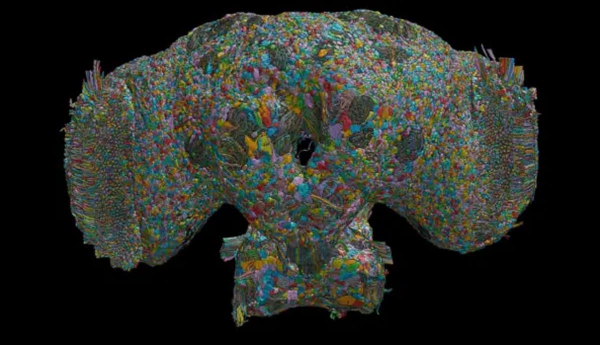 El Cerebro de las Moscas: Revelando Secretos del Comportamiento Humano