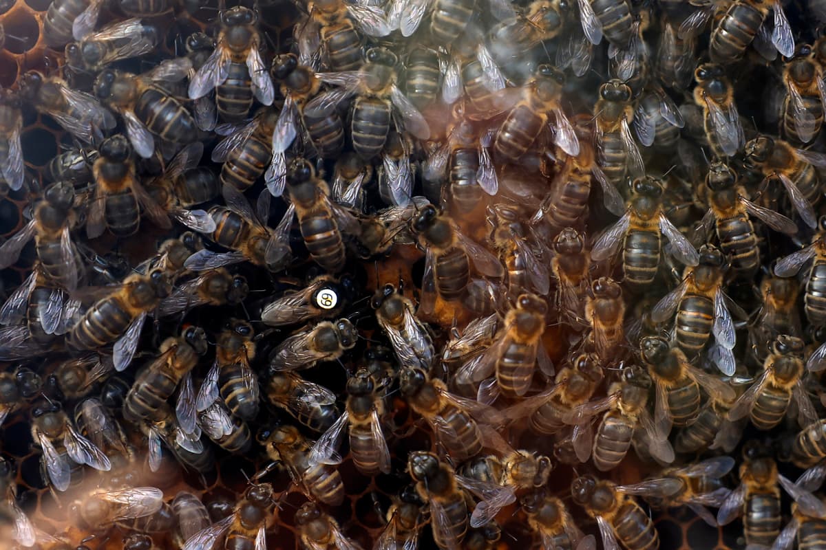 Las abejas en Europa se están quedando sin hábitat