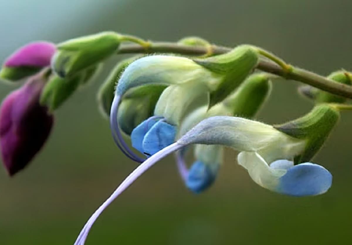 Una nueva especie de planta es bautizada en honor a Messi