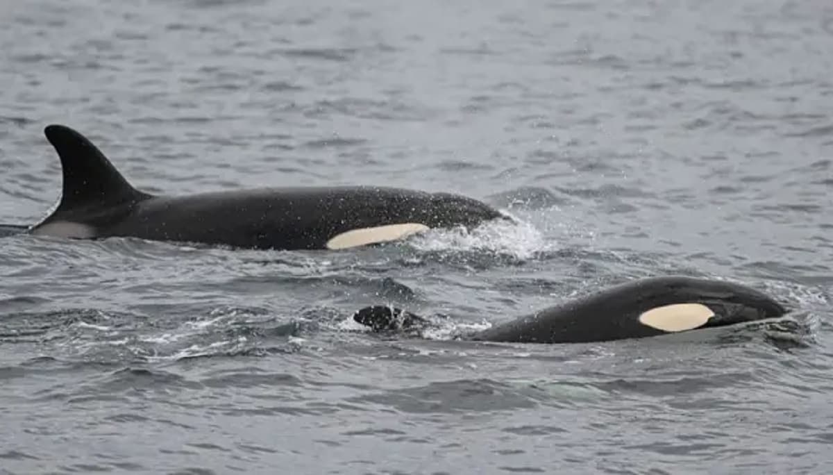 Orcas vs. Tiburones blancos: la sangrienta batalla entre los mayores depredadores marinos que tiene perplejos a los científicos