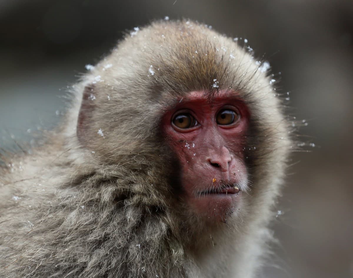 Macacos y humanos comparten el recelo hacia las fuentes de infección