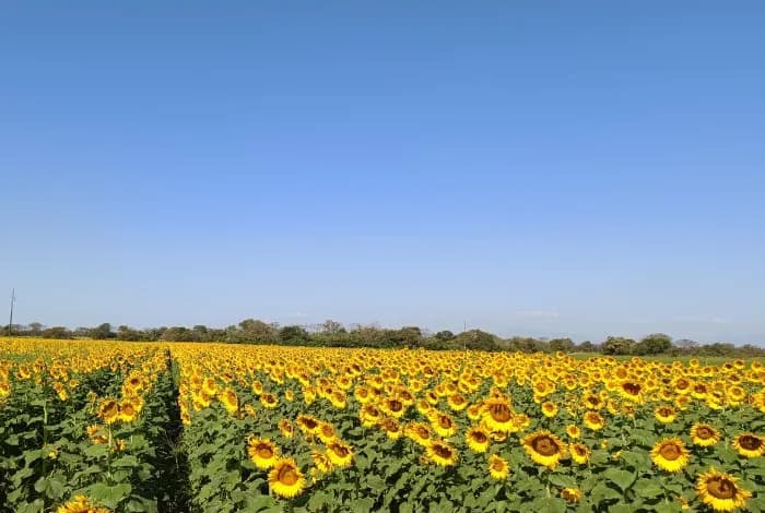 Exceso de lluvias frena la siembra de girasoles en Turén