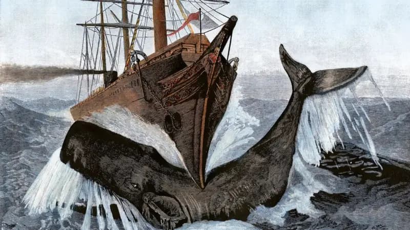 El misterioso órgano de los cachalotes que les da fuerza para hundir barcos