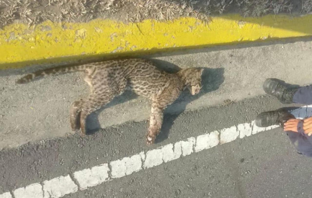 Cunaguaro atropellado en Maracay: un llamado a la conservación