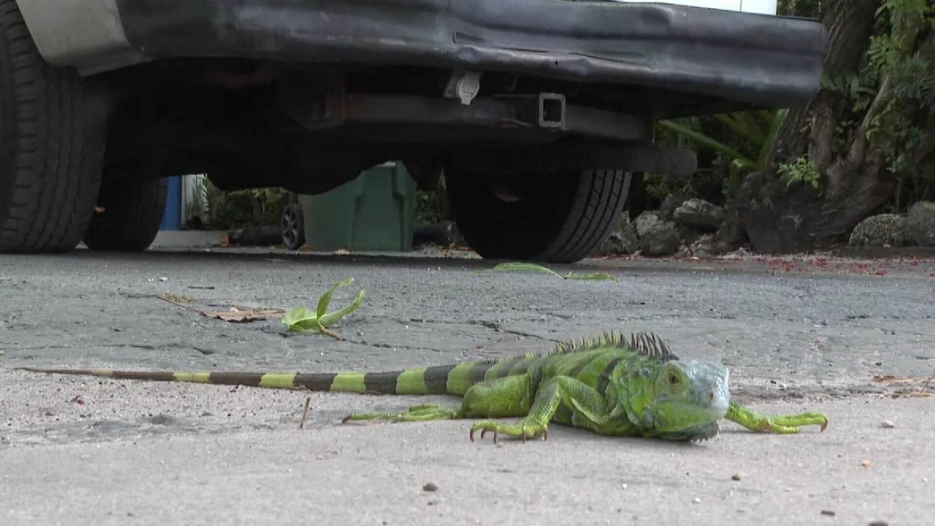 Impacto del frío en Florida: ¡Lluvia de iguanas sorprendió a todos!
