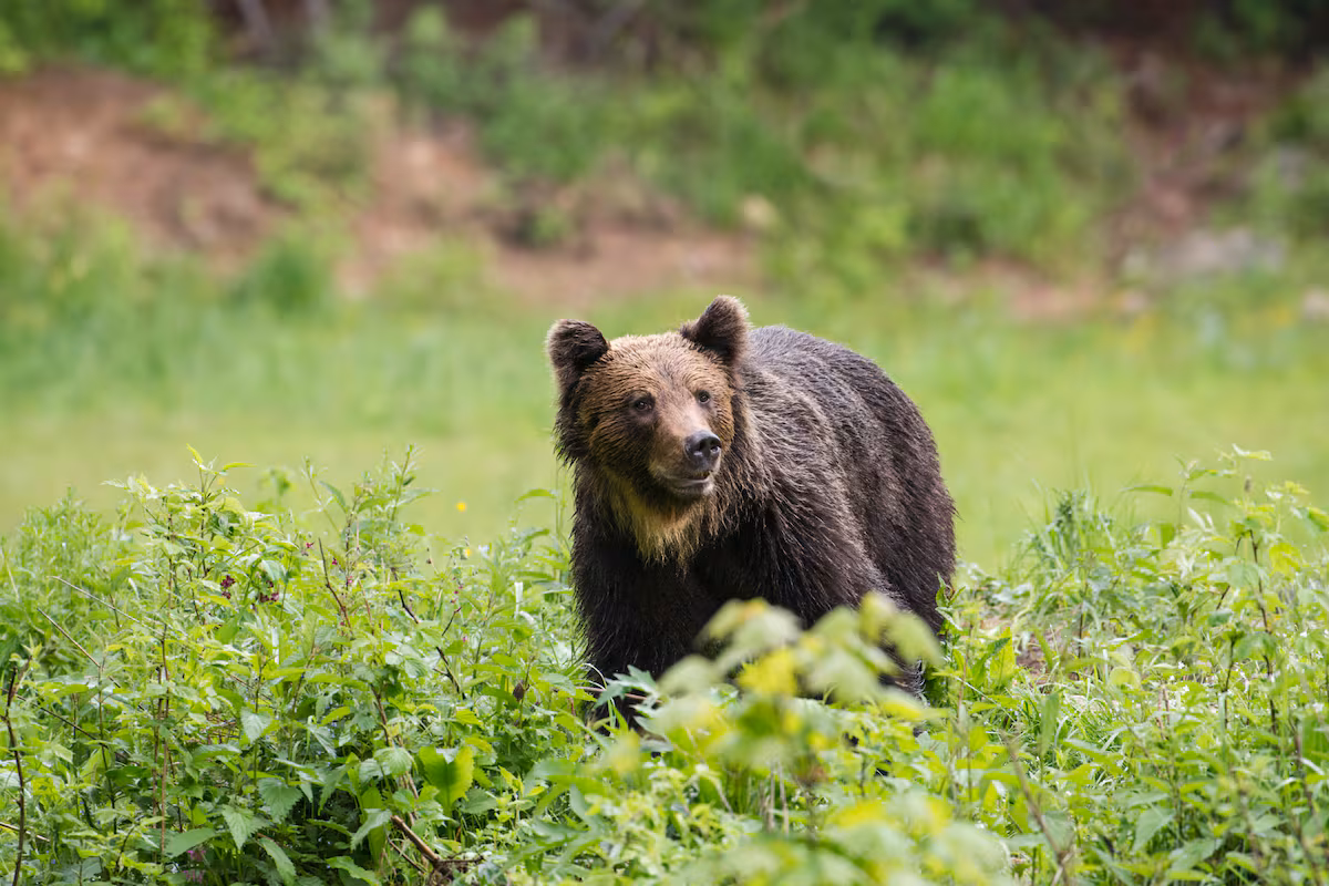 Oso pardo ataca a turista: Un paseo en Europa se convierte en pesadilla