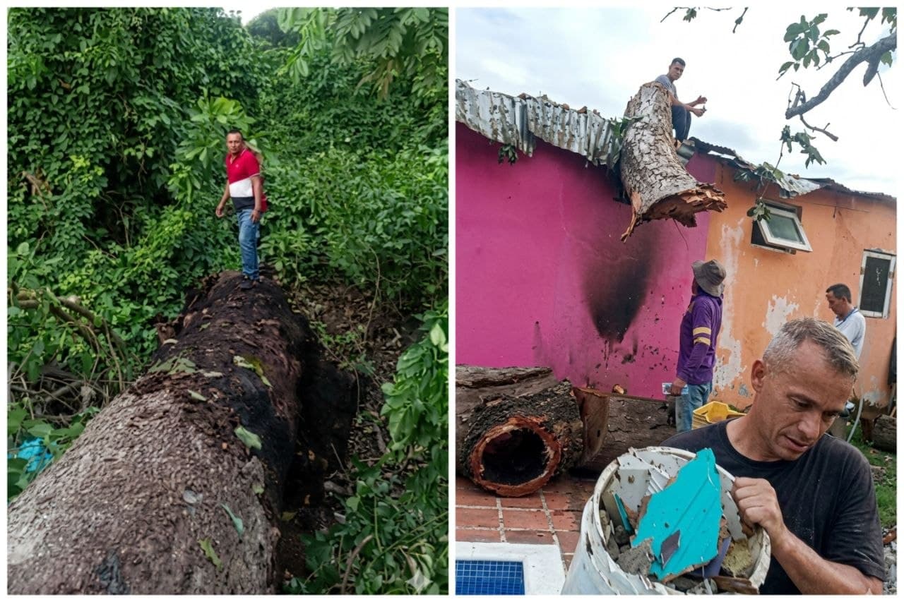 Un Árbol Gigante Cae en Barinas: Afortunadamente No Hubo Víctimas